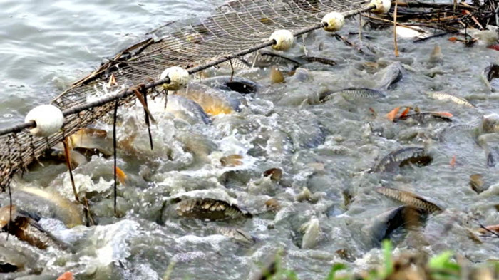 élevage de poissons